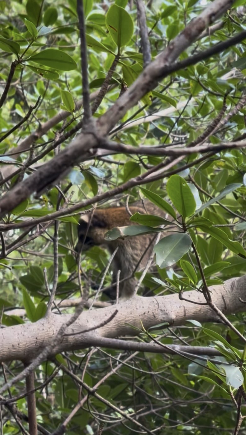 Raccoon on a branch in dense mangrove foliage Raccoon Island