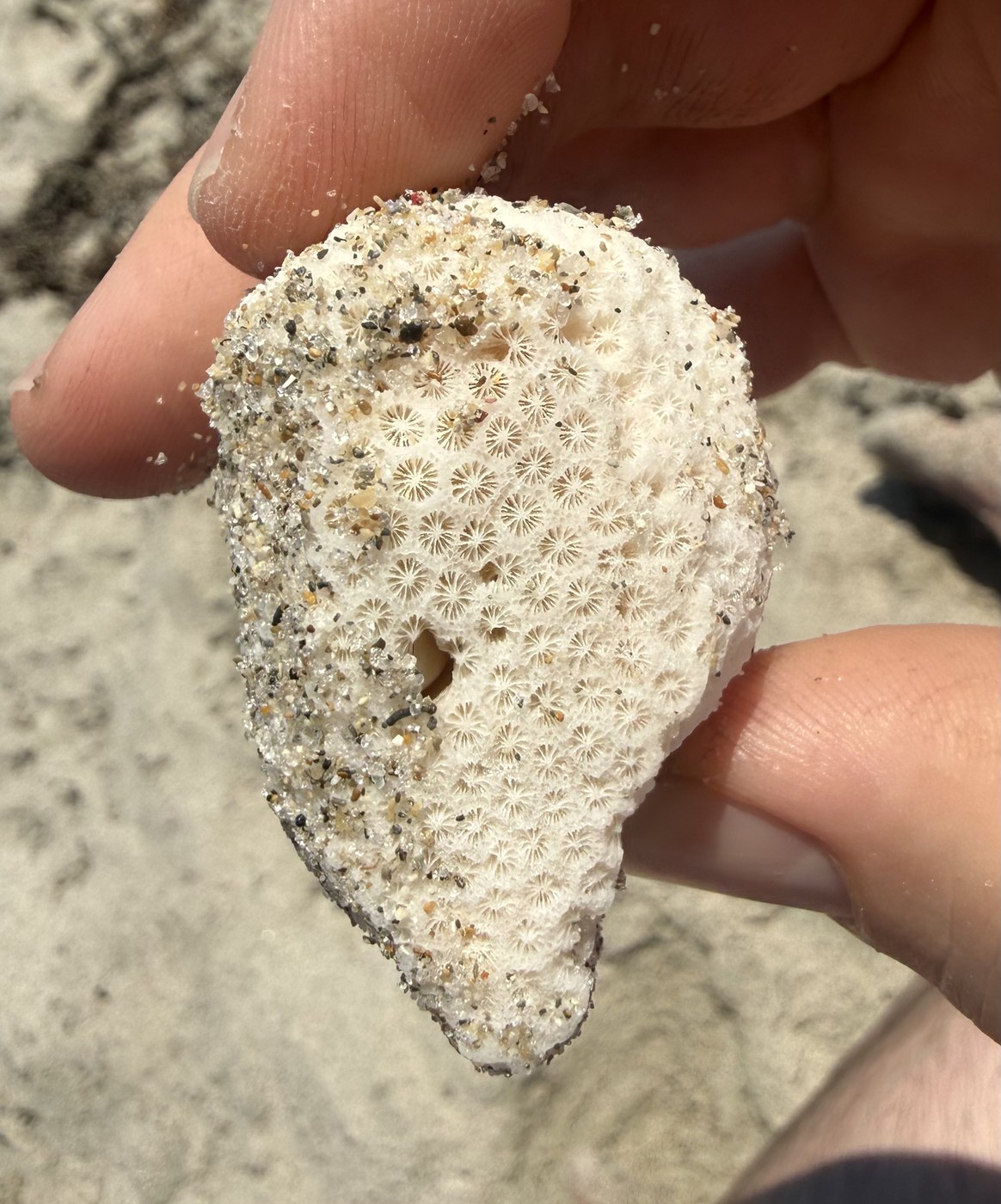 White stony coral skeleton fragment found on Hollywood Beach Florida, Scleractinia reef coral