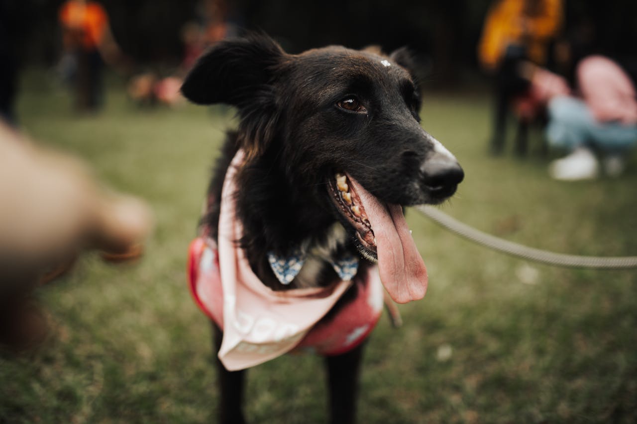 Dog wearing a bandana relaxing in a sunny park