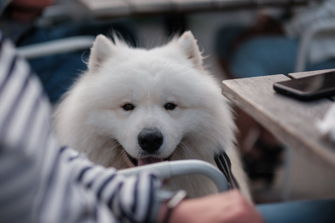 Fluffy white dog relaxing at an outdoor cafe patio